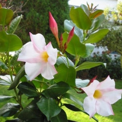 דיפלדניה | עציץ בנפח 10 ליטר