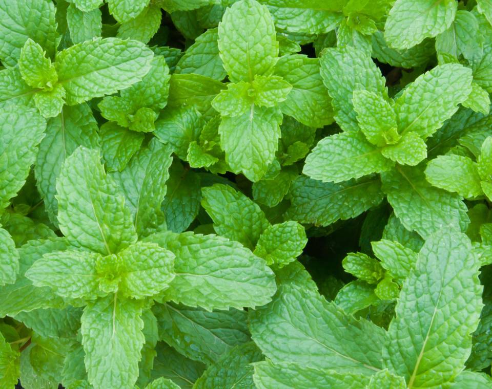 נענע | עציץ בקוטר 12 ס״מ