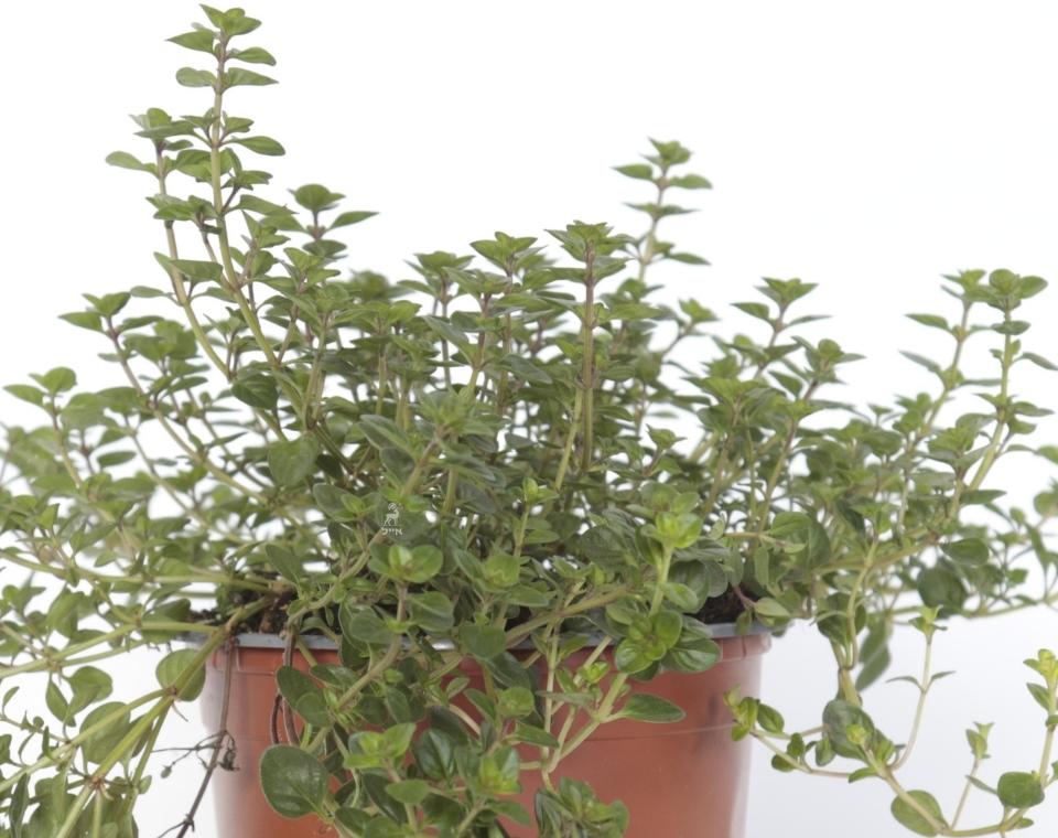 טימין | בעציץ קוטר 12 ס״מ