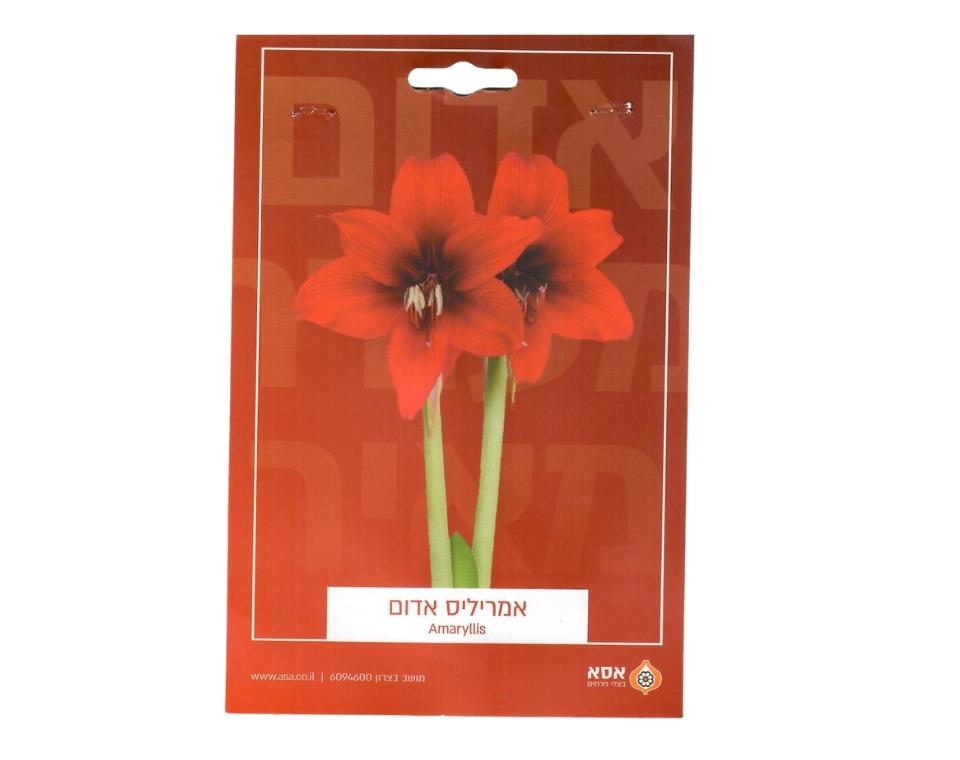 אמריליס אדום | 1 יחידה