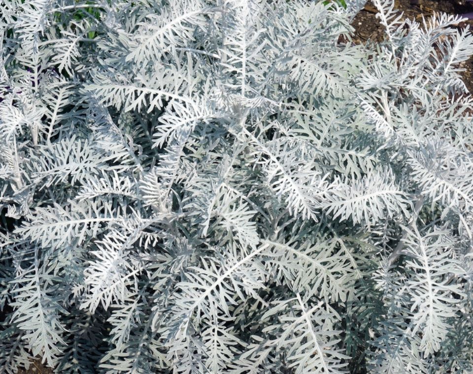 שיבא (לענה שיחית) | בעציץ קוטר 12 ס״מ