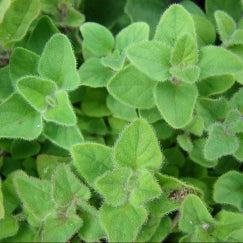 זעתר | עציץ בקוטר 12 ס"מ