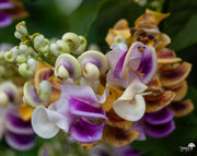 שעועית (לוביית) החילזון | עציץ בנפח 10 ליטר