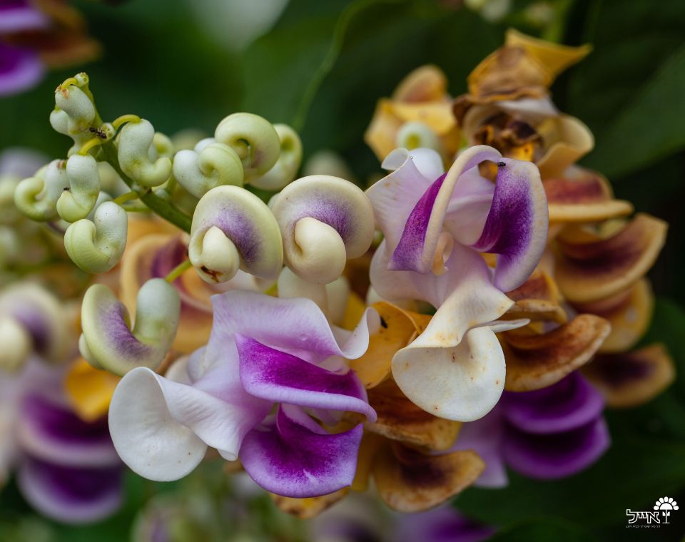 שעועית (לוביית) החילזון | עציץ בנפח 10 ליטר
