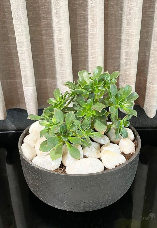 קערת סקולנטים | בינונית | שחור / אפור מאט