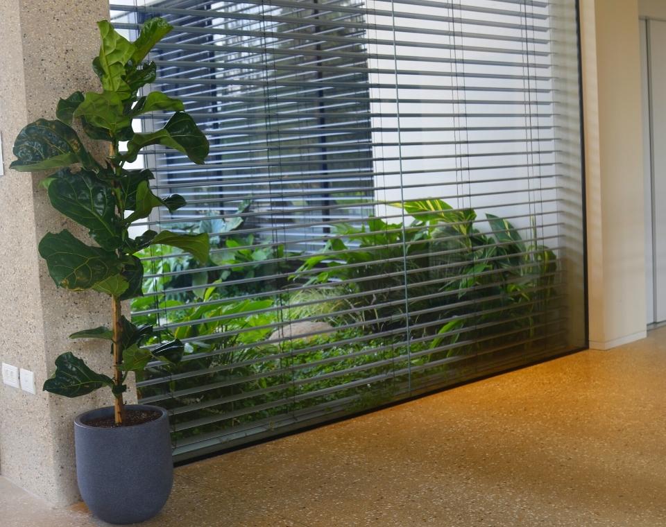 כד מעוצב עגול | 37 ס״מ | צמח פיקוס כינרי