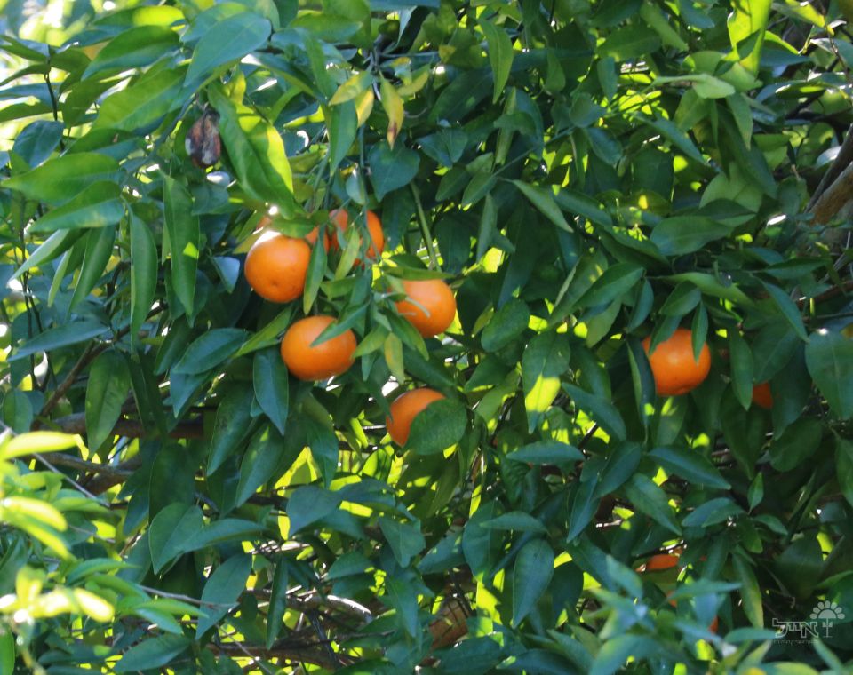 עץ קלמנטינה-מיכל | עציץ בנפח 25 ליטר