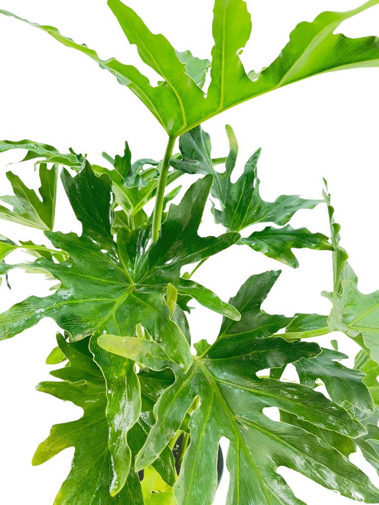 פילודנדרון ביפי | עציץ בנפח 10 ליטר