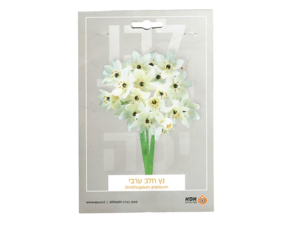 נץ חלב ערבי | 5 יחידות