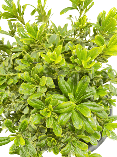 פיטוספורום ננסי | עציץ בנפח 10 ליטר