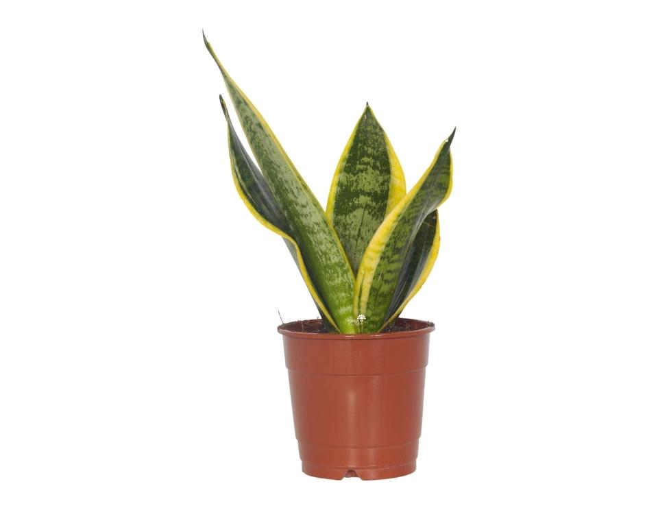 סנסיווריה מגוונת | בעציץ קוטר 12 ס"מ