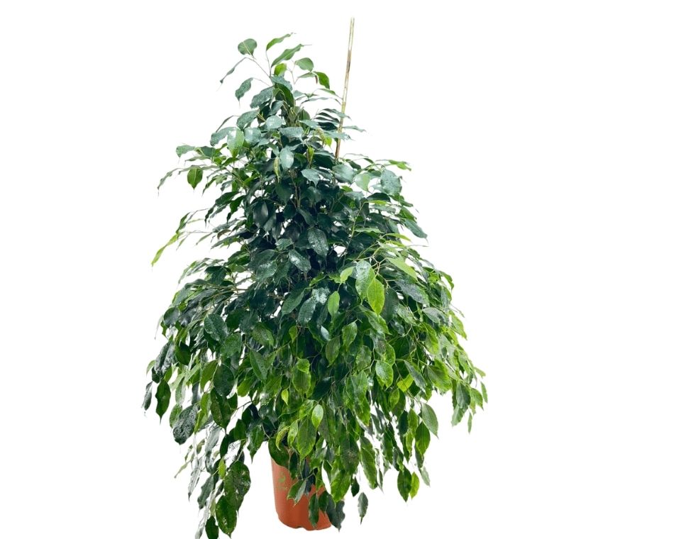 פיקוס בנימיני | עציץ בנפח 10 ליטר