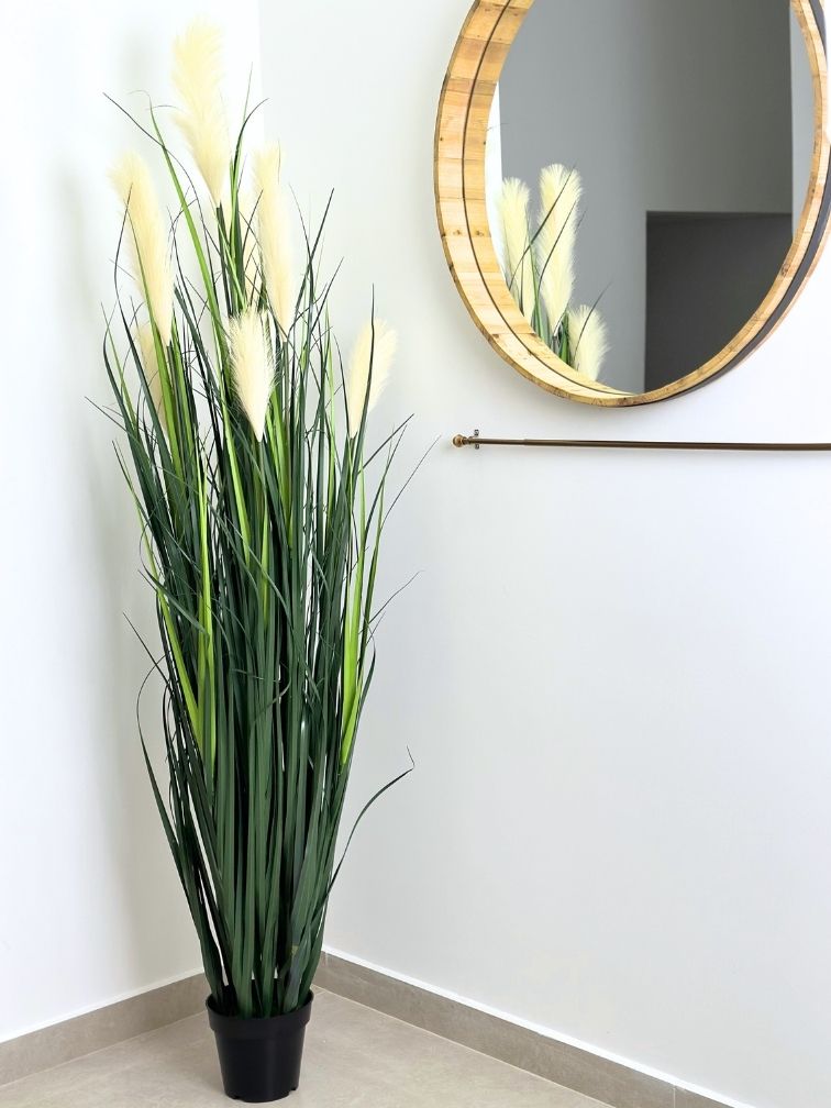 עשבוני שערות לבנות ענק | גובה 2 מטר