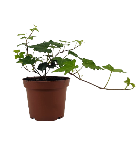 קיסוס החורש | עציץ בקוטר 12 ס"מ