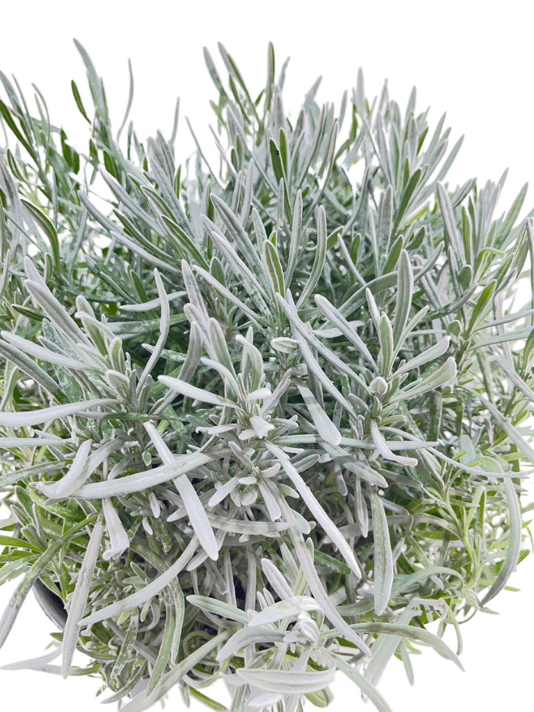 לוונדר רפואי (זקוף) | עציץ בנפח 10 ליטר