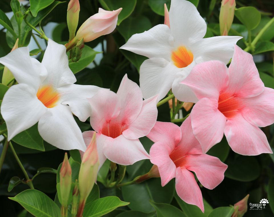 דיפלדניה | עציץ בנפח 10 ליטר