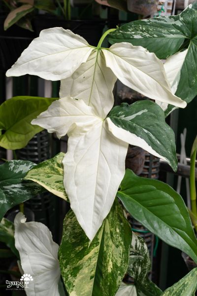 סינגוניום אלבו | עציץ קוטר 12 ס"מ