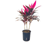 קורדיליין | עציץ בנפח 10 ליטר