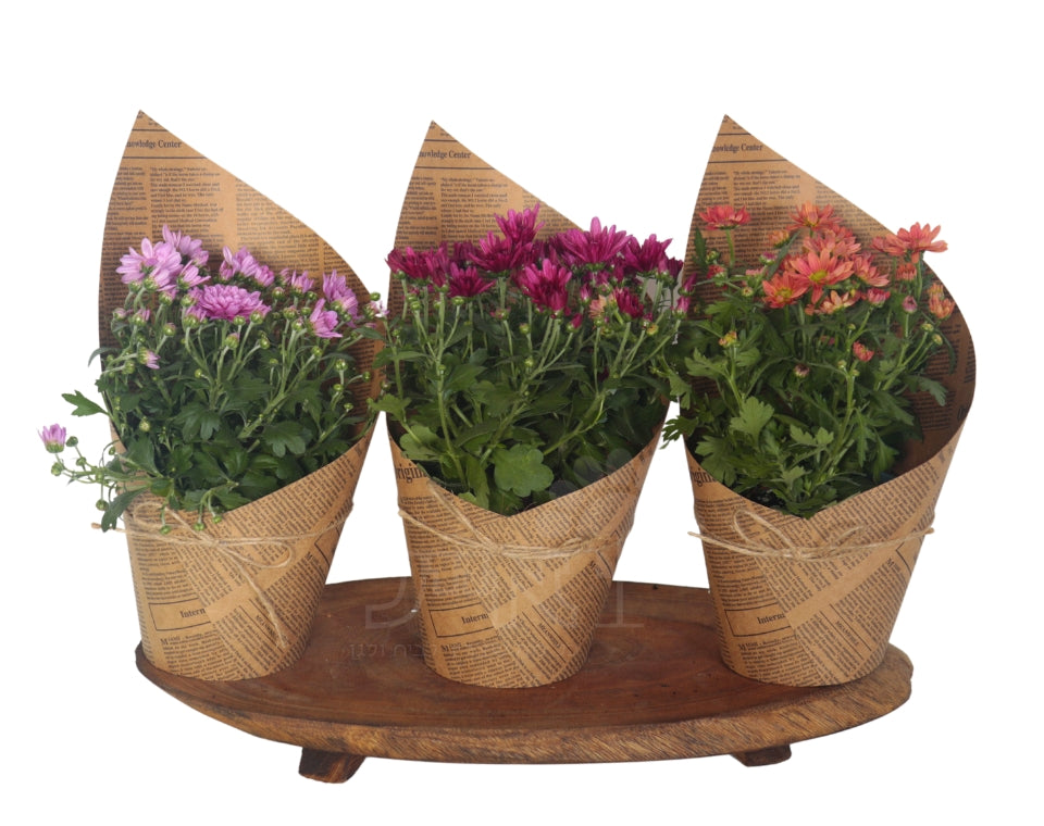 מארז למרכז השולחן | 3 שתילי פרחים | בכלי נייר עם פפיון