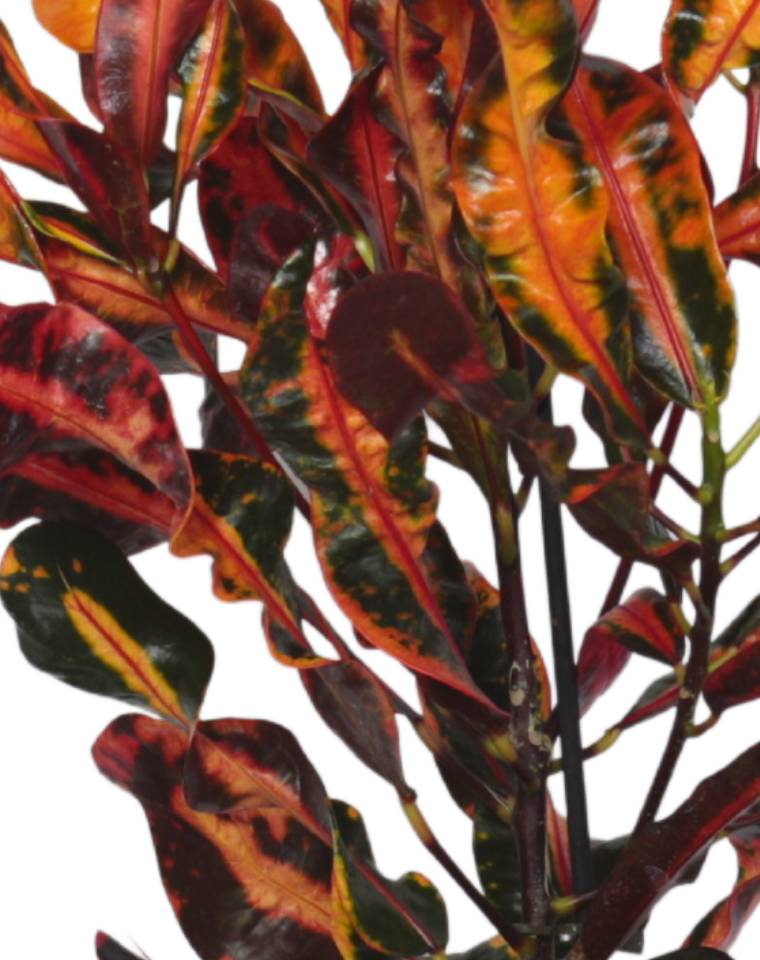 קרוטון מסולסל | עציץ בנפח 4 ליטר