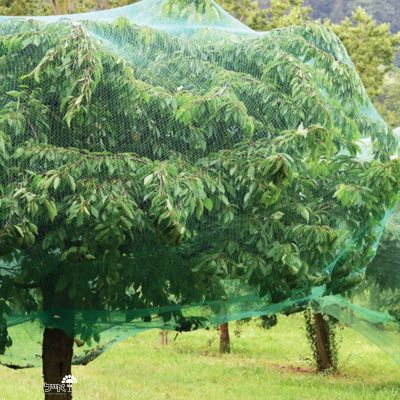 אנטיונה גרין | רשת להרחקת ציפורים ויונים | 4X4