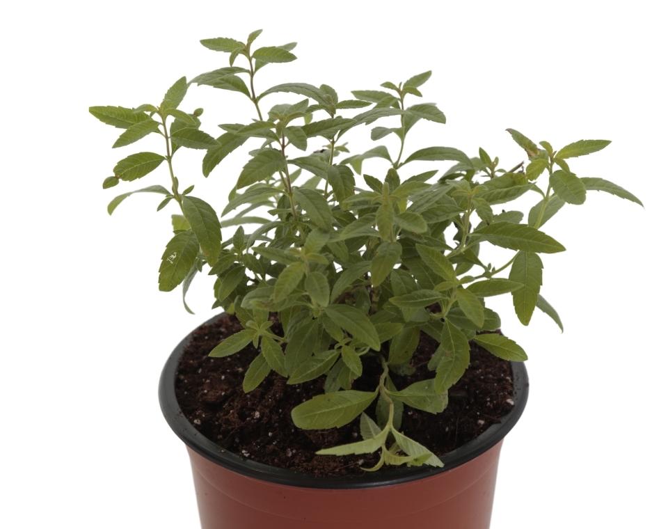 לואיזה | עציץ בקוטר 12 ס"מ