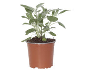 מרווה רפואית | עציץ בקוטר 12 ס"מ