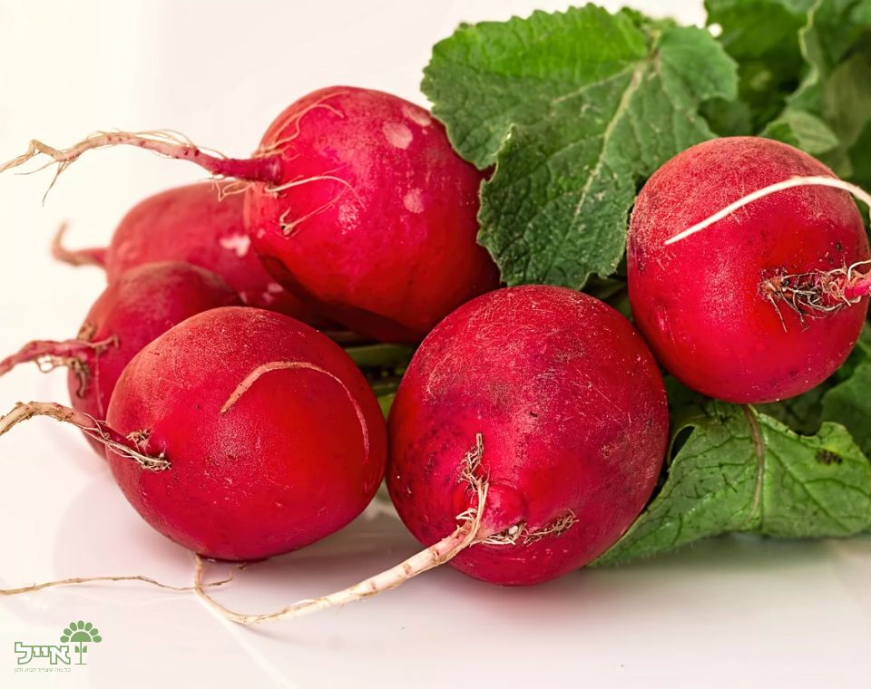 צנונית | 20 זרעים