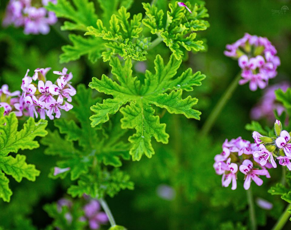 גרניום לימוני | עציץ בקוטר 12 ס״מ