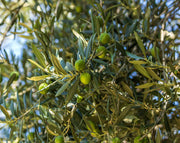 זית סורי | עציץ בנפח 25 ליטר