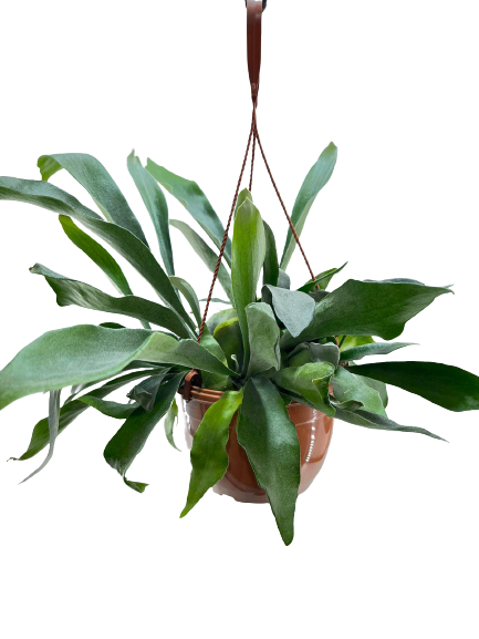 קן הציפור | עציץ בנפח 4 ליטר