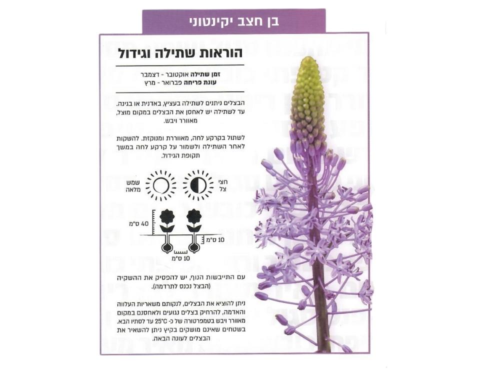 בן-חצב יקינטוני | 1 יחידה