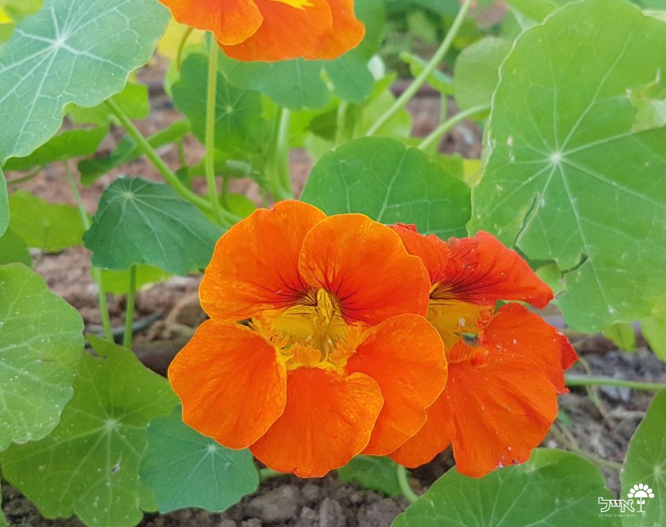 כובע הנזיר | עציץ בקוטר 12 ס"מ