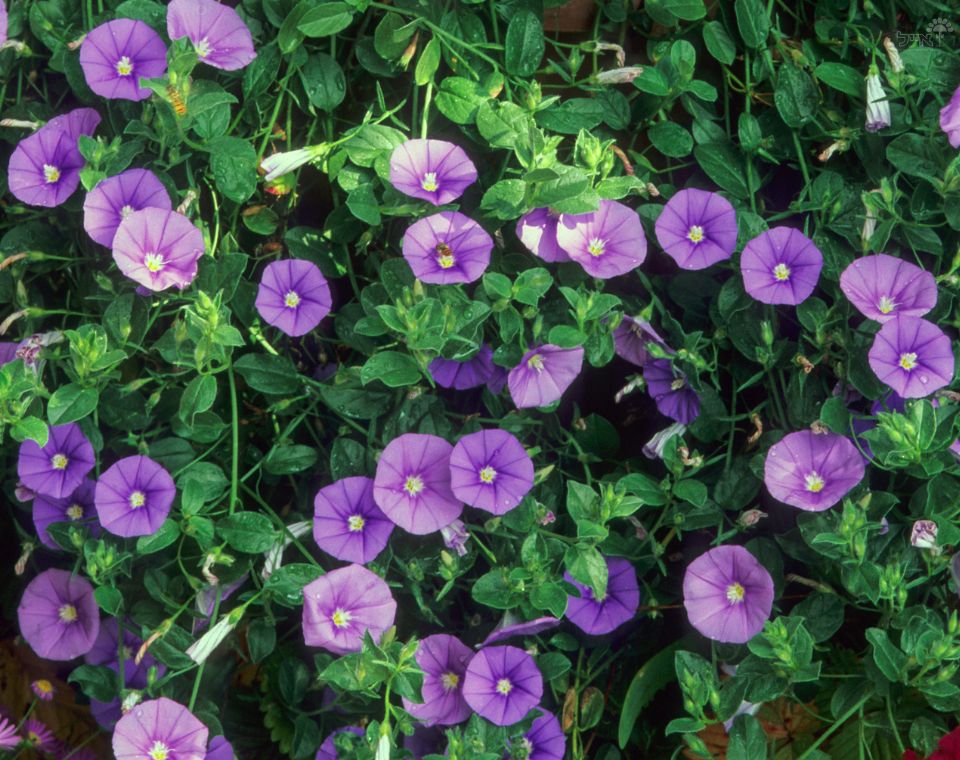חבלבל מאוריטני | עציץ בקוטר 12 ס"מ