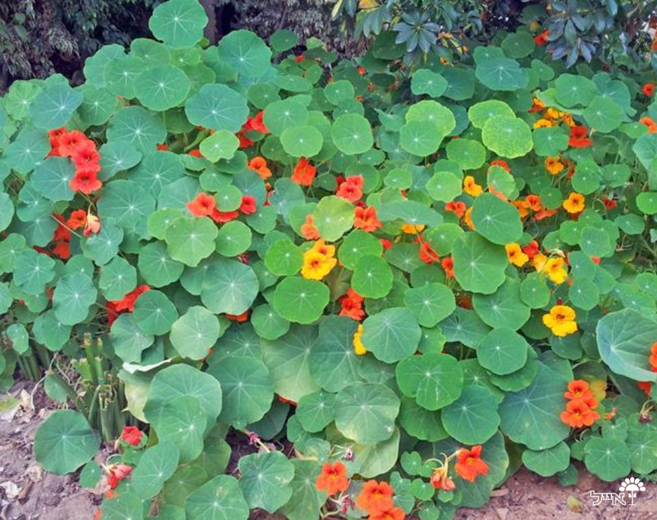 כובע הנזיר | עציץ בקוטר 12 ס"מ