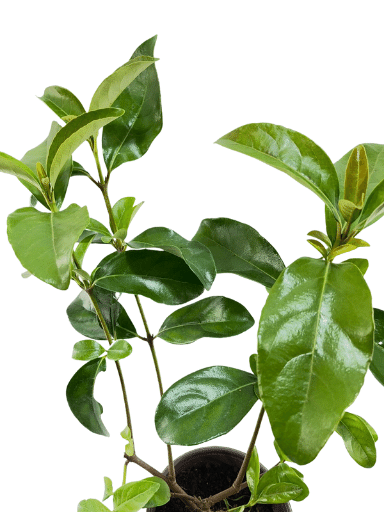 מורן מבריק | עציץ בנפח 4 ליטר