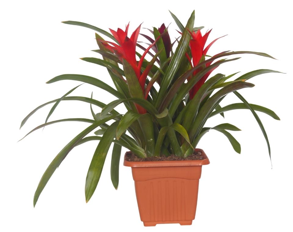 שלישיית גוזמניה | עציץ בנפח 10 ליטר