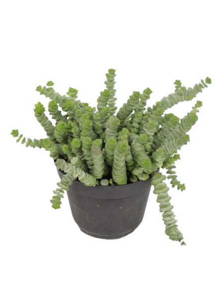 קרסולה מרנייריאנה | עציץ בקוטר 12 ס"מ