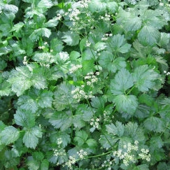 כרפס | עציץ בקוטר 12 ס״מ