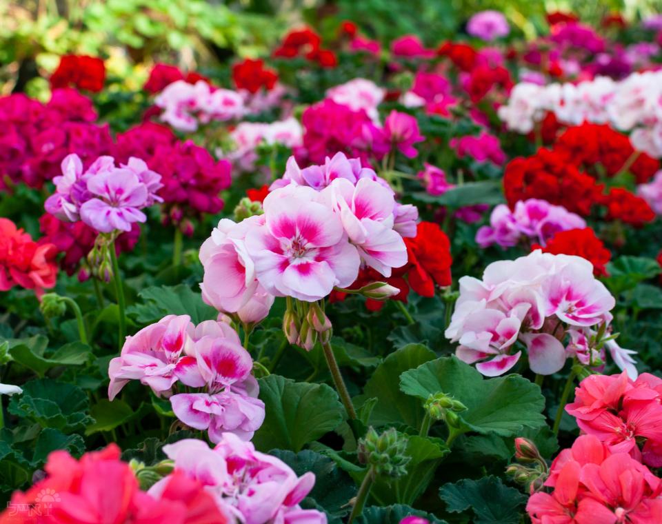 קיט 3 גרניום (זקוף) | עציץ בקוטר 12 ס"מ