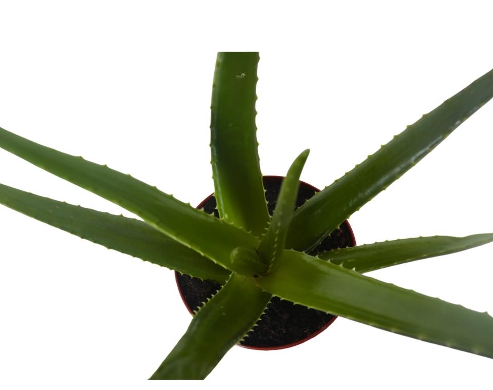 אלוורה רפואית | עציץ בנפח 4 ליטר