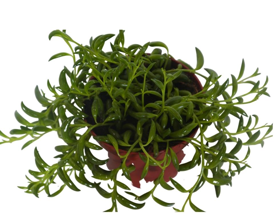 סנציה | בעציץ קוטר 12 ס"מ