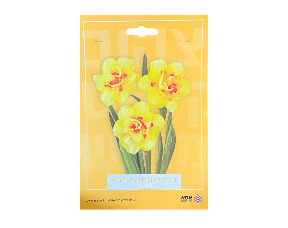 נרקיס חצוצרה צהוב מלא | 5 יחידות