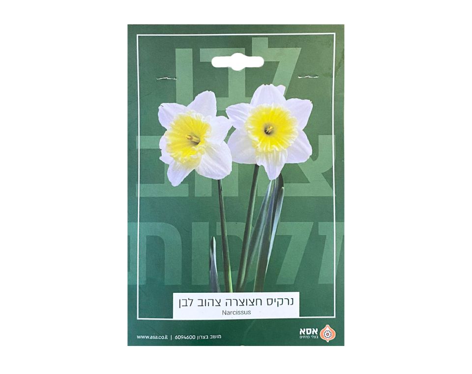 נרקיס חצוצרה צהוב-לבן | 5 יחידות
