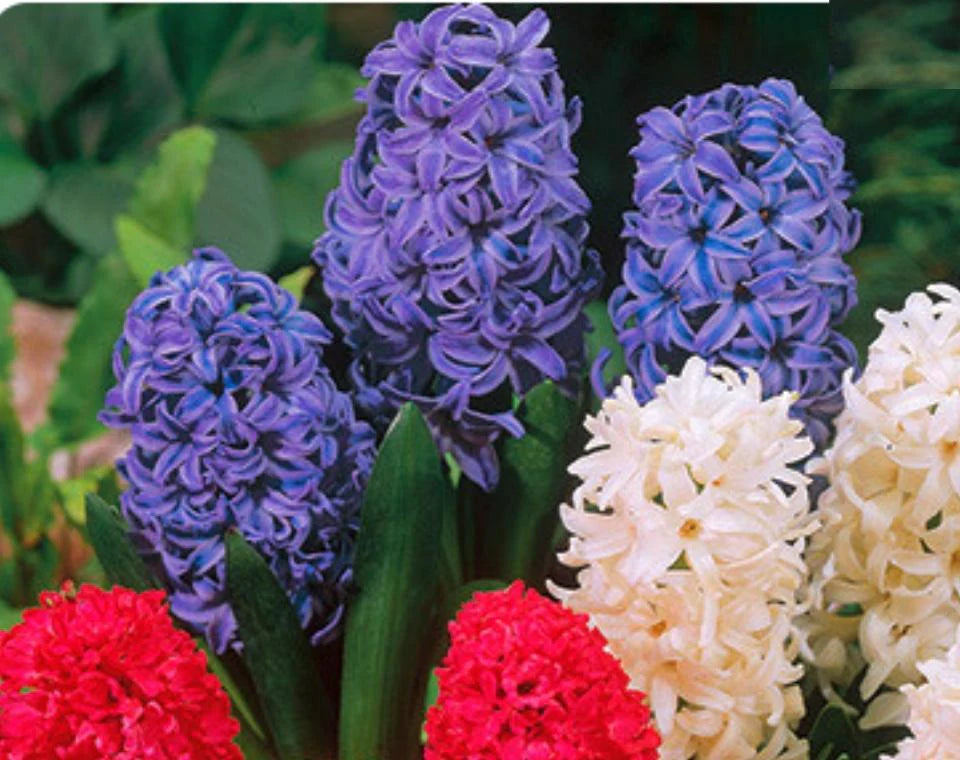 מארז פקעות | תערובת יקינטון | 3-20 יחידות