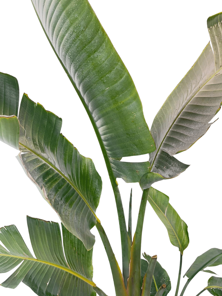 ציפור גן עדן ניקולאי | עציץ בנפח 25 ליטר