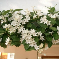 סטפנוטיס | עציץ בנפח 10 ליטר