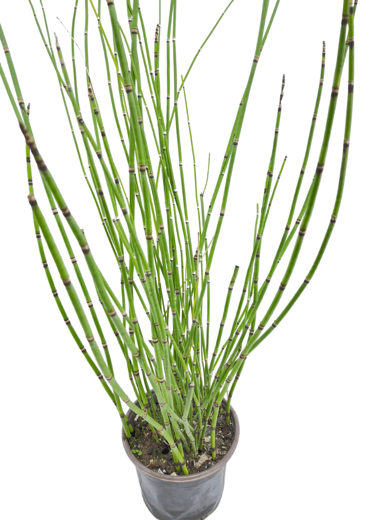 שבטבט | עציץ בנפח 4 ליטר