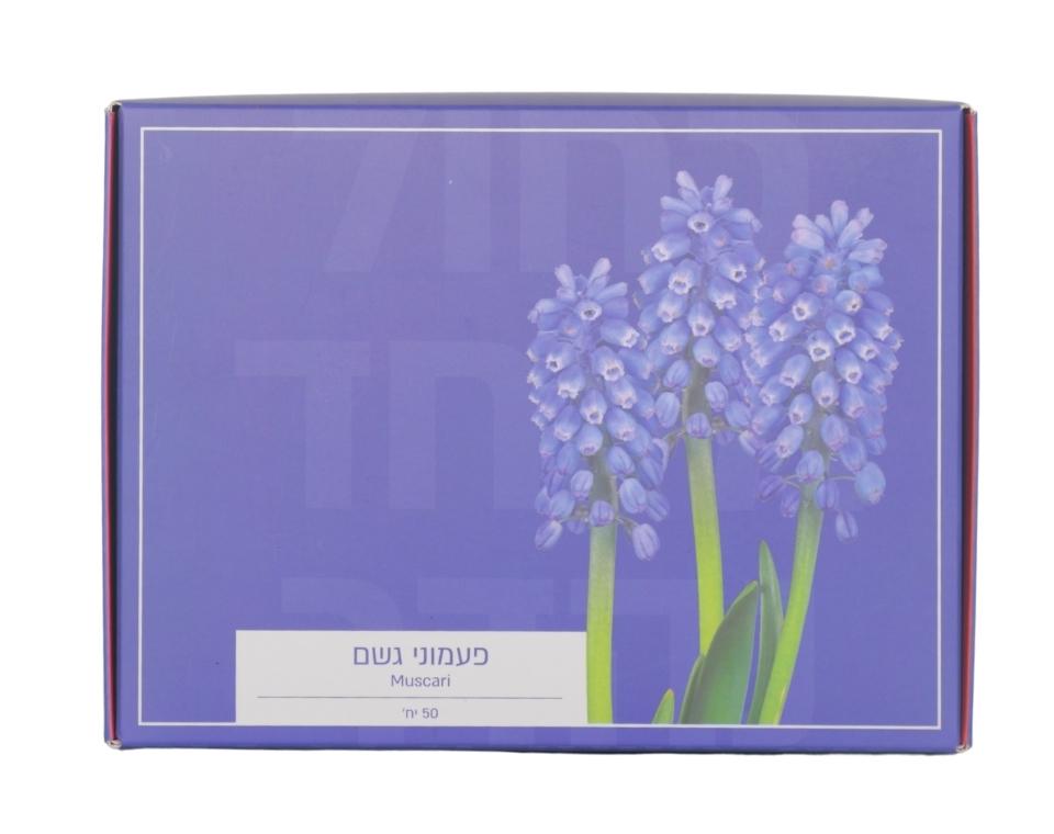 מארז פקעות | פעמוני גשם כחולים | 50 פקעות