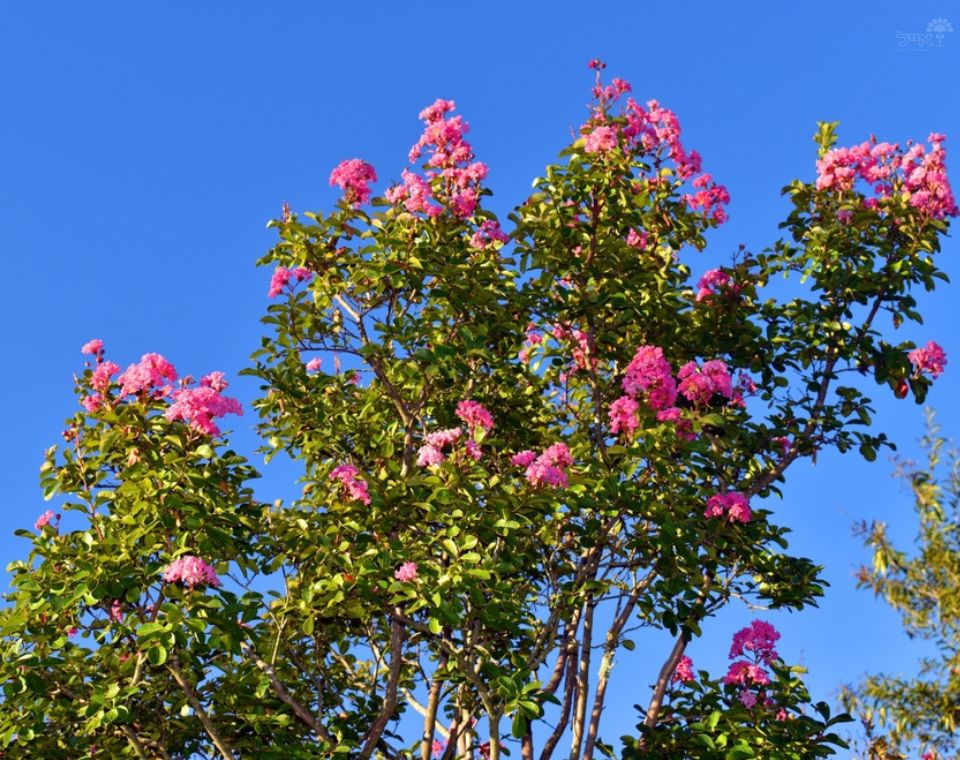 לגסטרמיה הודית | עציץ בנפח 25 ליטר